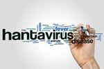 Het hantavirus is het voornaamste gezondheidsrisico